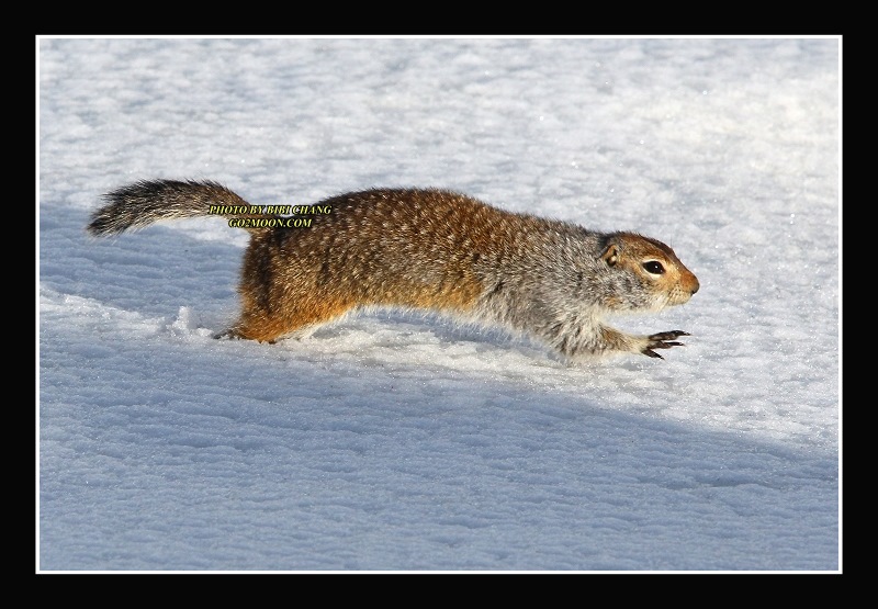 Squirrel Running on Snow