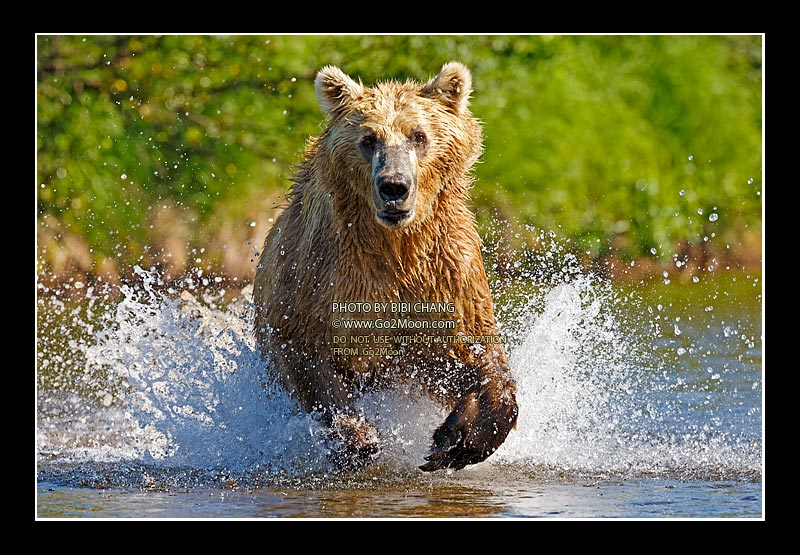 Bear Splashing