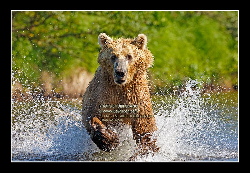 Bear Running in River