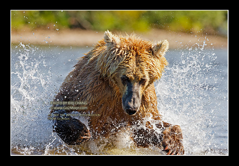 Bear Fishing