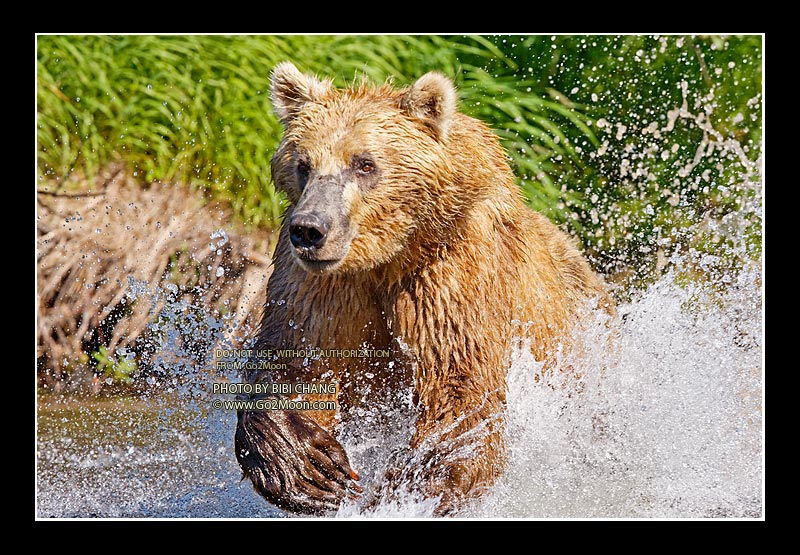 Brown Bear