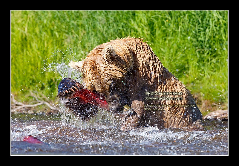 Bear Catch Fish
