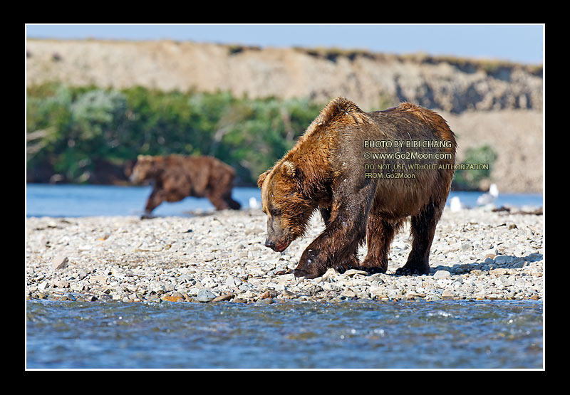 Bear on River Bank