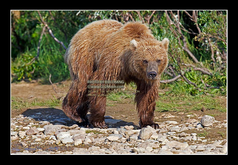 Brown Bear