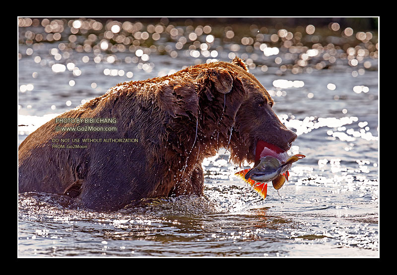 Bear Fish in Mouth
