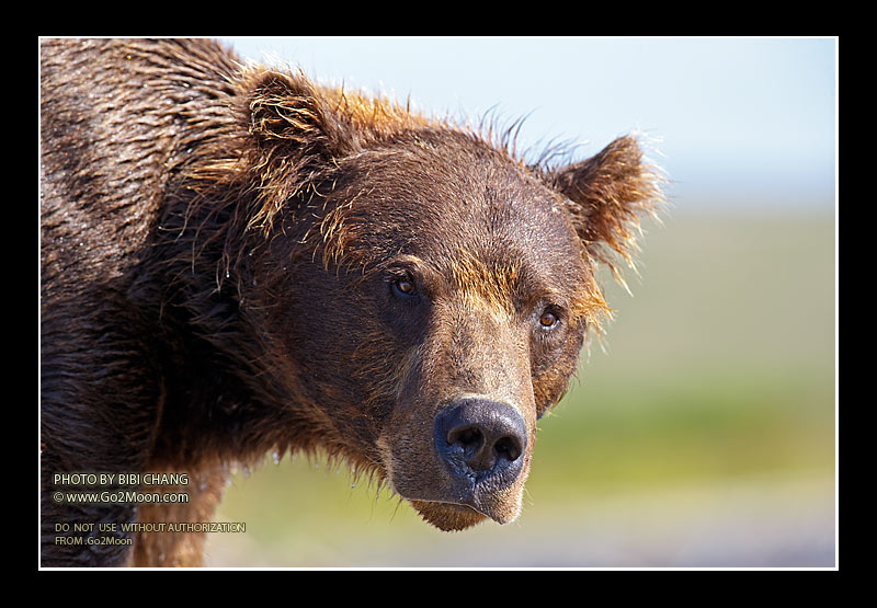 Bear Close