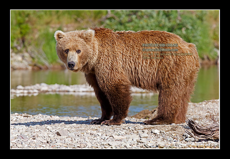 Brown Bear