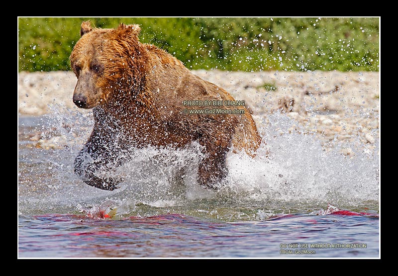 Bear Fishing Salmon