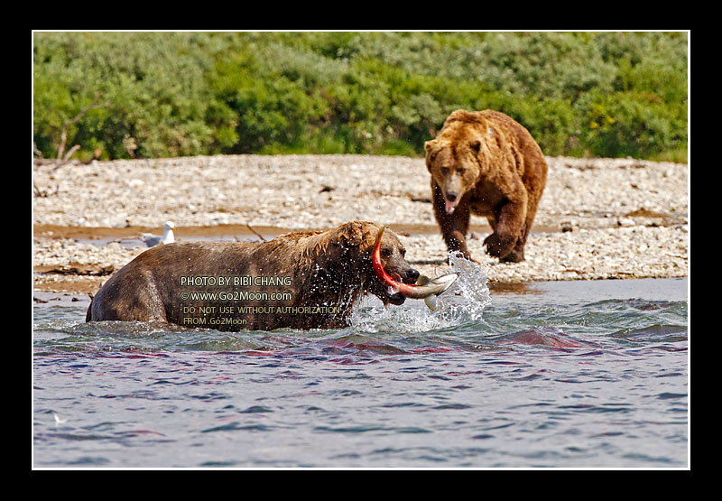 Brown Bear Fishing
