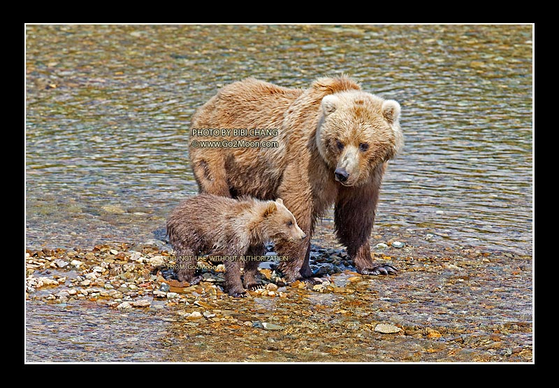 Brown Bear with Cubs