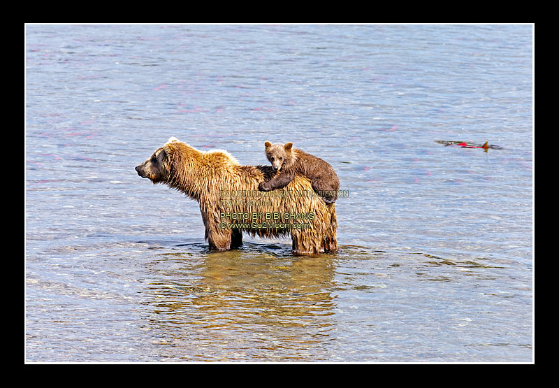 Bear Cub Climb on Mama Back