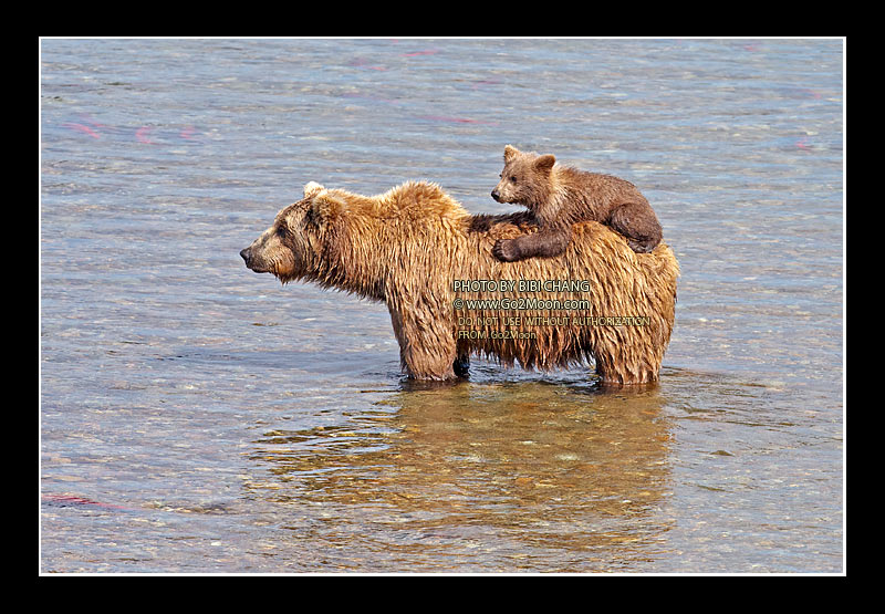 Bear Cub Climb on Mama Back