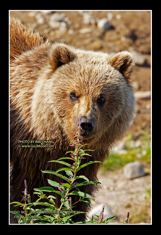 Brown Bear