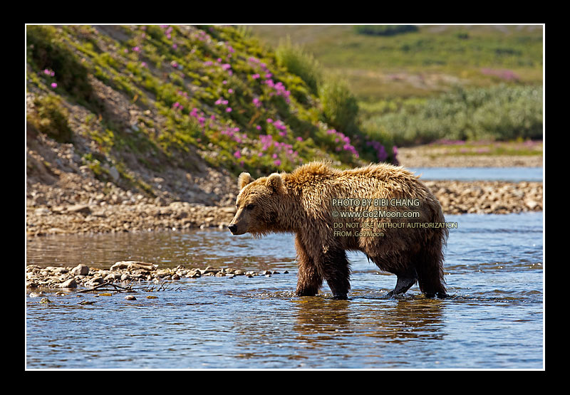 Brown Bear