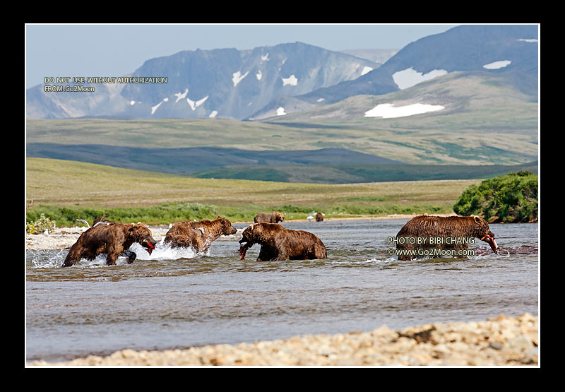 Brown Bear Catching Fish