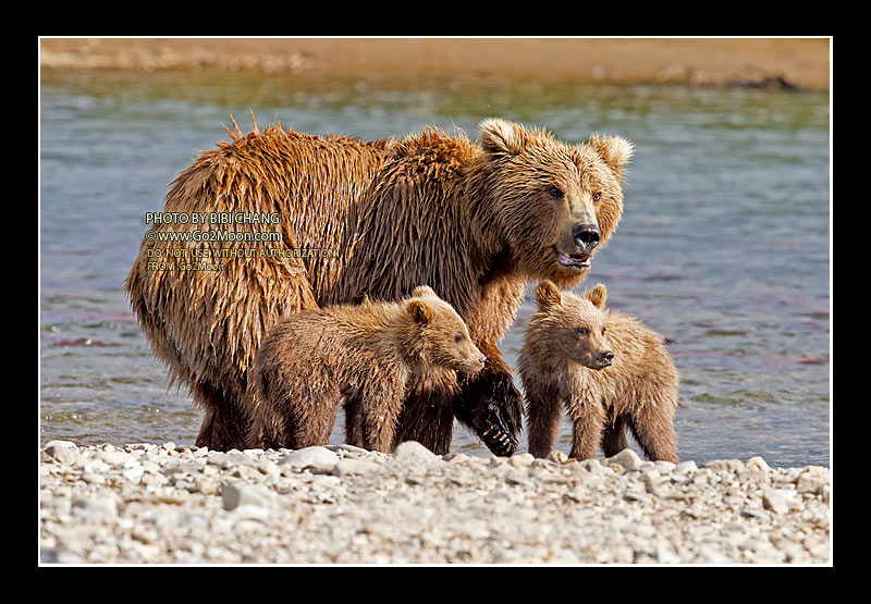 Brown Bear with Cubs