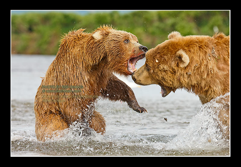 Bear Fighting