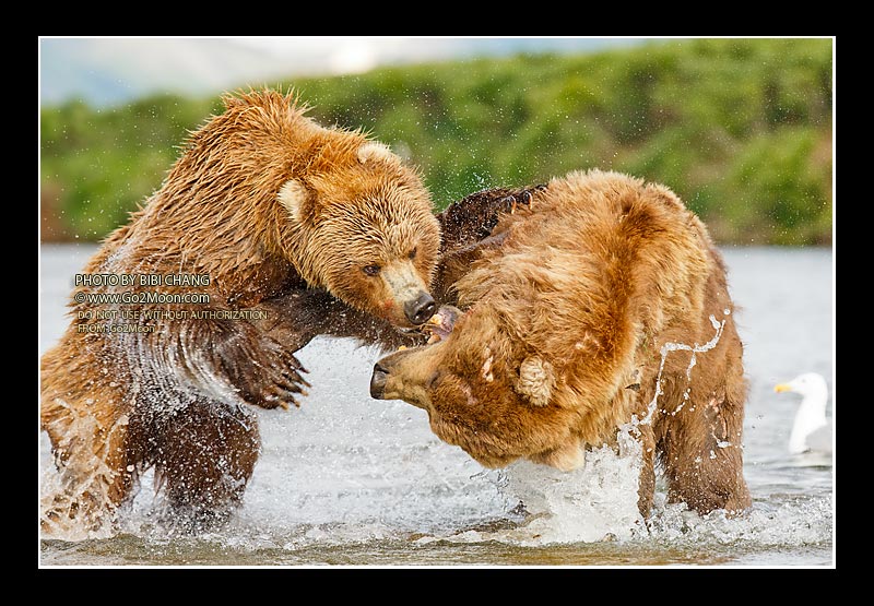Bear Fight