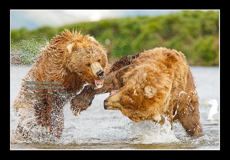 Bears Fighting