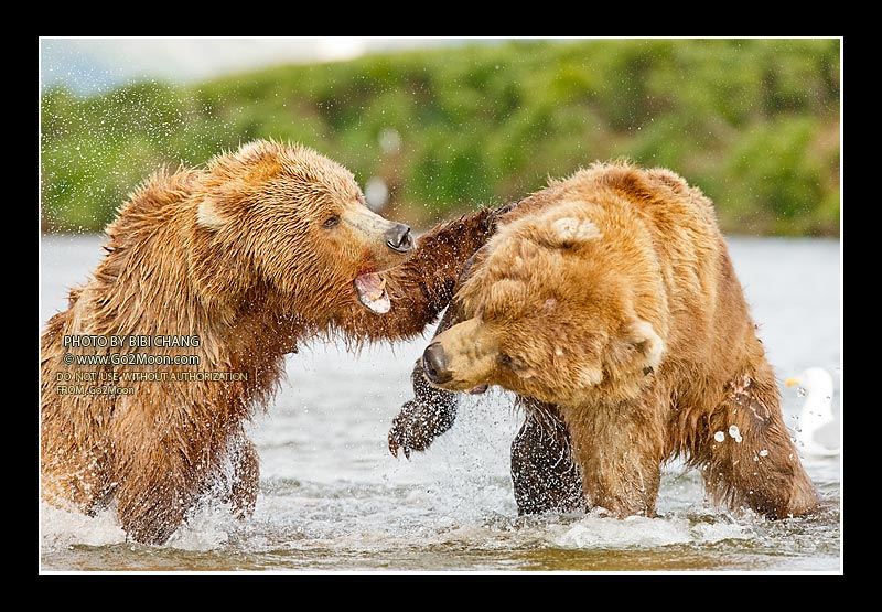 Bear Fight