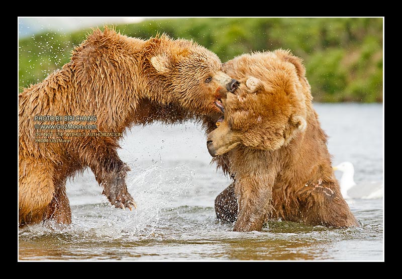 Bear Fight