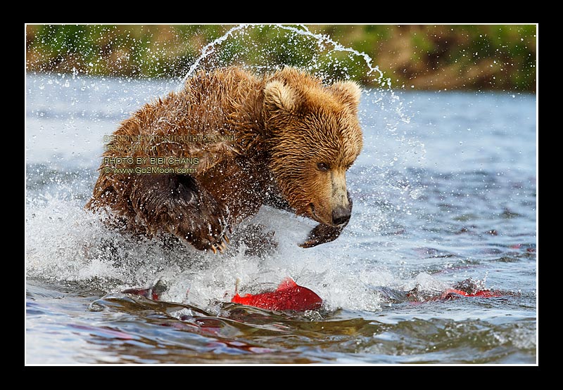 Bear Fishing