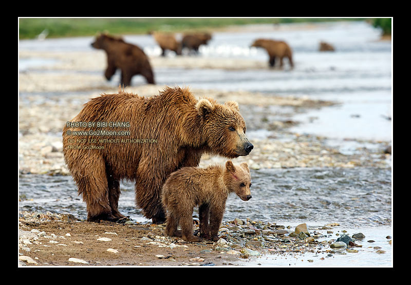 Brown Bear with Cub