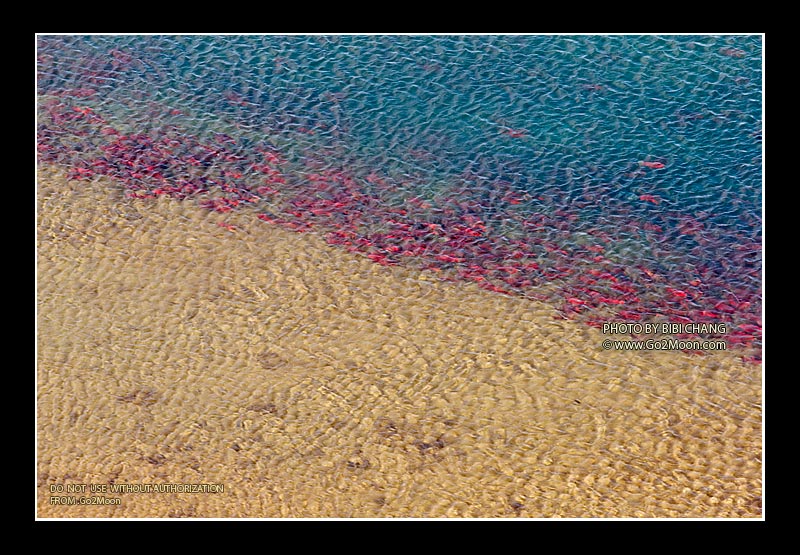 Salmon in River