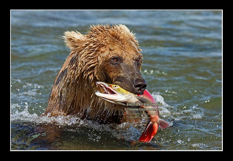 Brown Bear Fishing