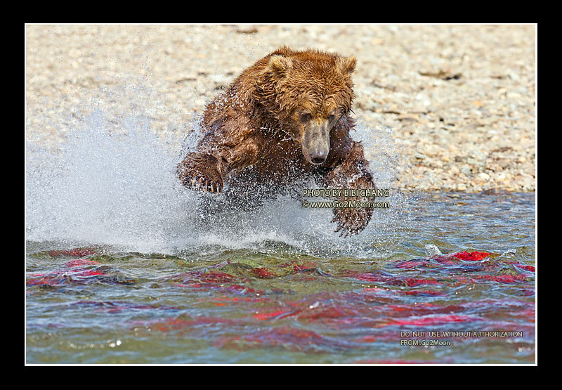 Bear Fishing Salmon