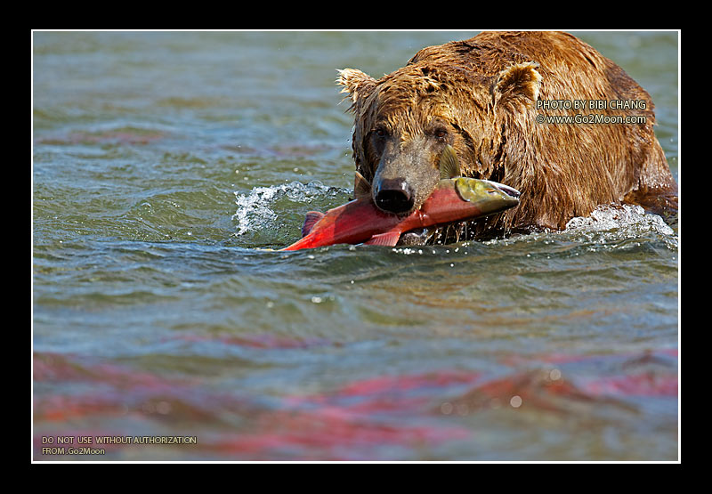 Brown Bear Fishing