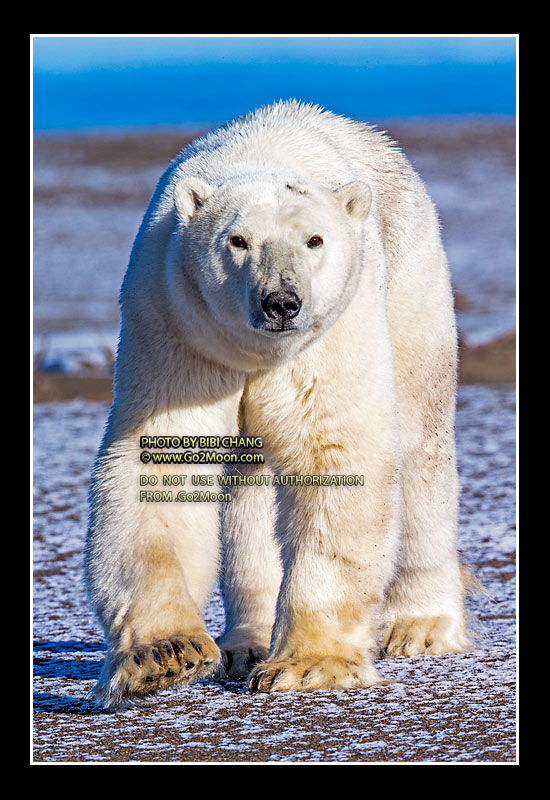 Alaska Polar Bear