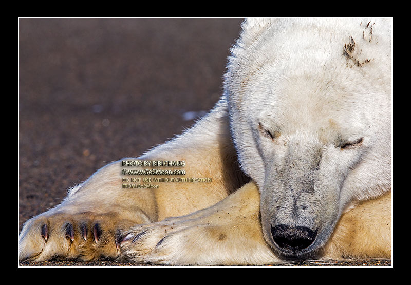 Sleeping Polar Bear