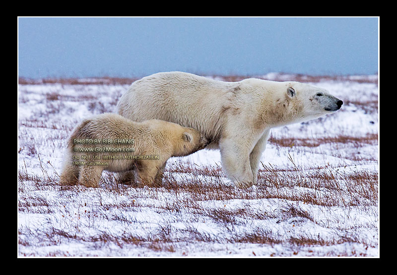 Mother Polar Bear with Cub