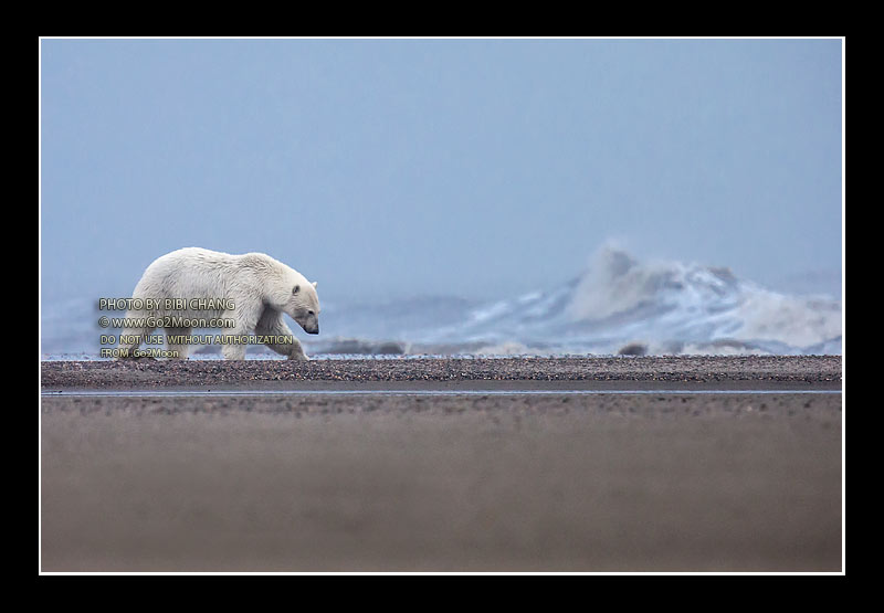 Polar Bear on the Beach