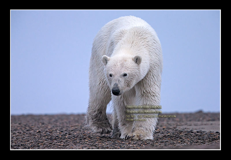 Polar Bear in the North