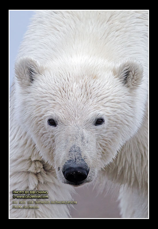 Polar Bear