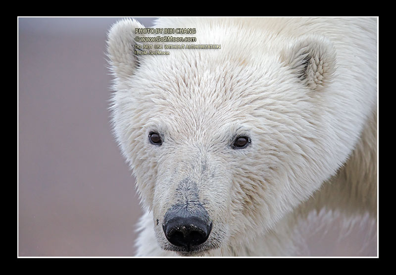 Alaska Polar Bear