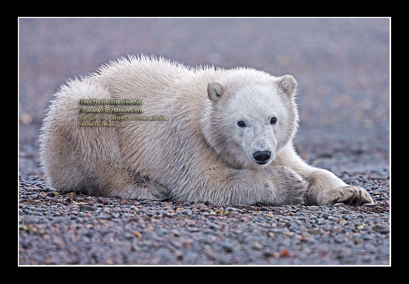 Polar Bear Cub