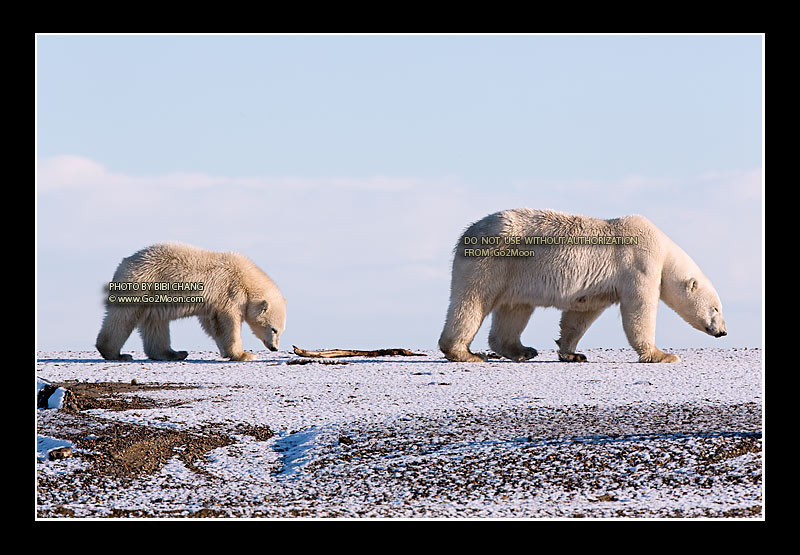 Polar Bear and Cub