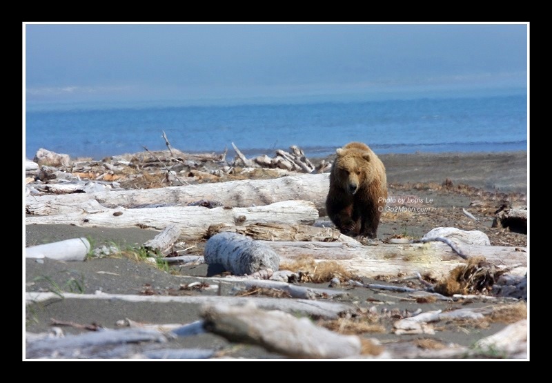 Brown Bear on the Beach