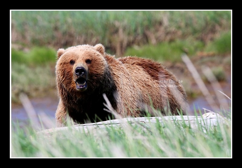 Katmai Bear
