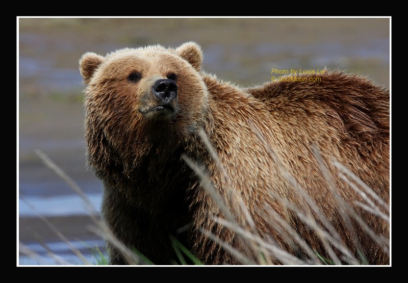 Katmai Bear