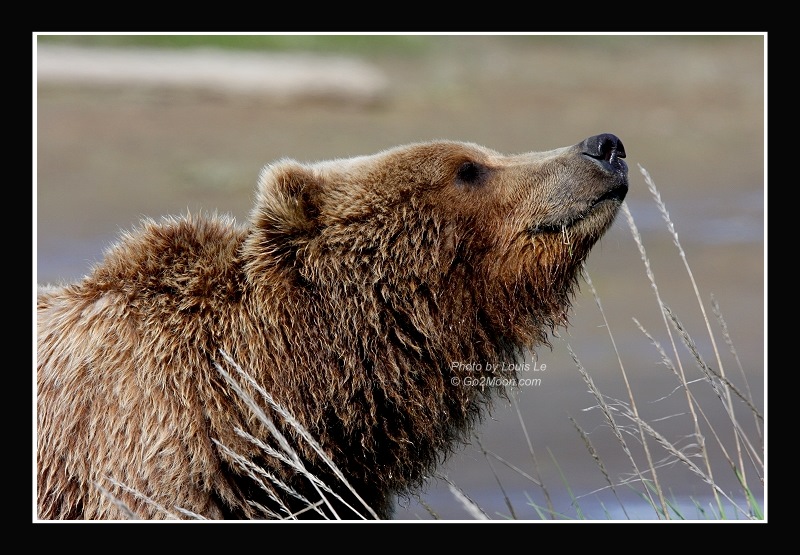 Katmai Bear