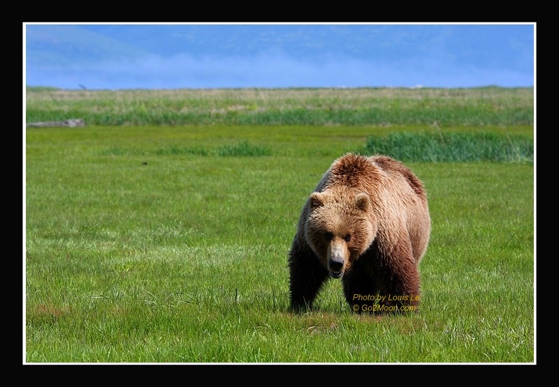 Katmai Bear in Wild