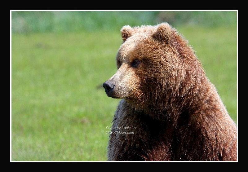 Coastal Brown Bear