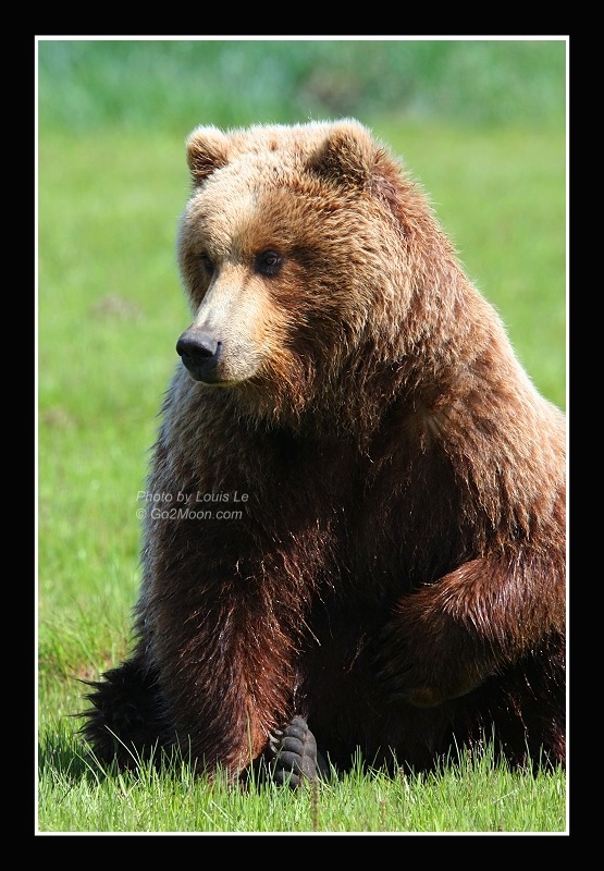 Bear Portrait