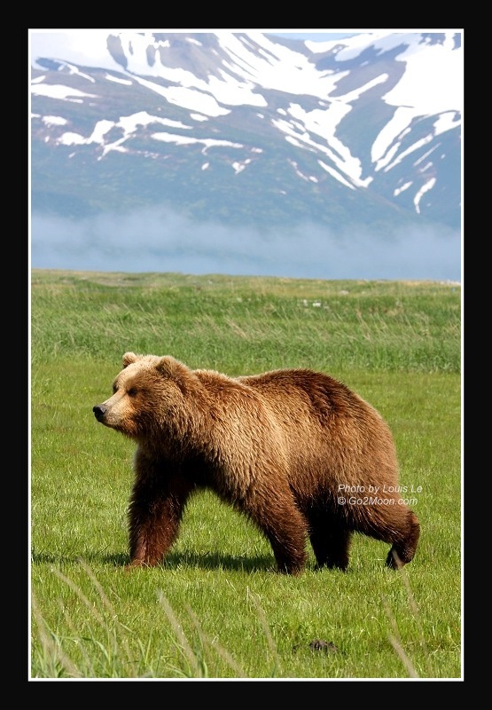 Katmai Bear Mountain Landscape