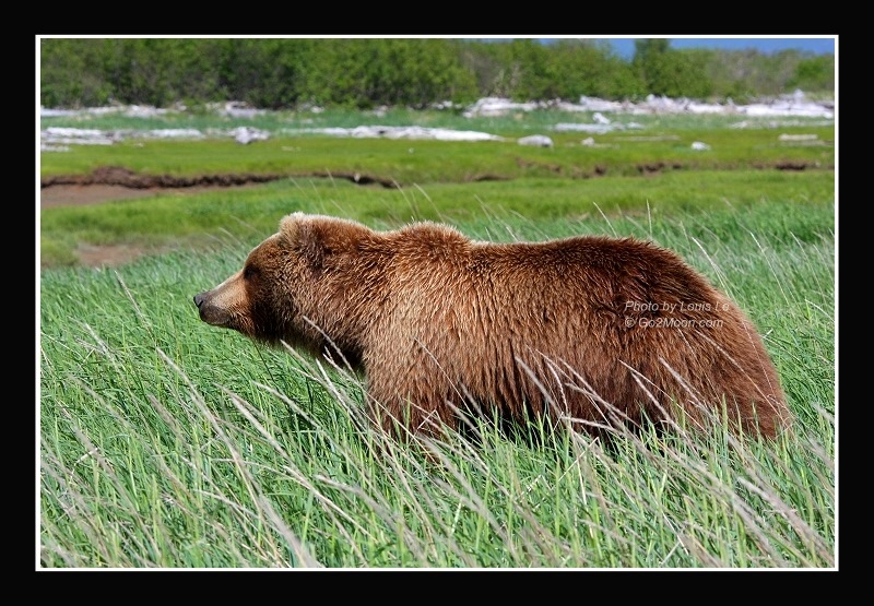 Bear in the Grass