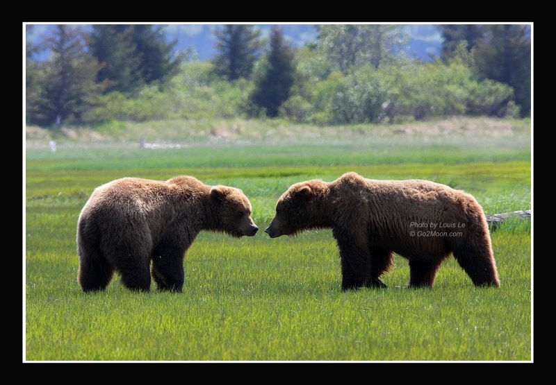 From Katmai with Love - Bear Hugs